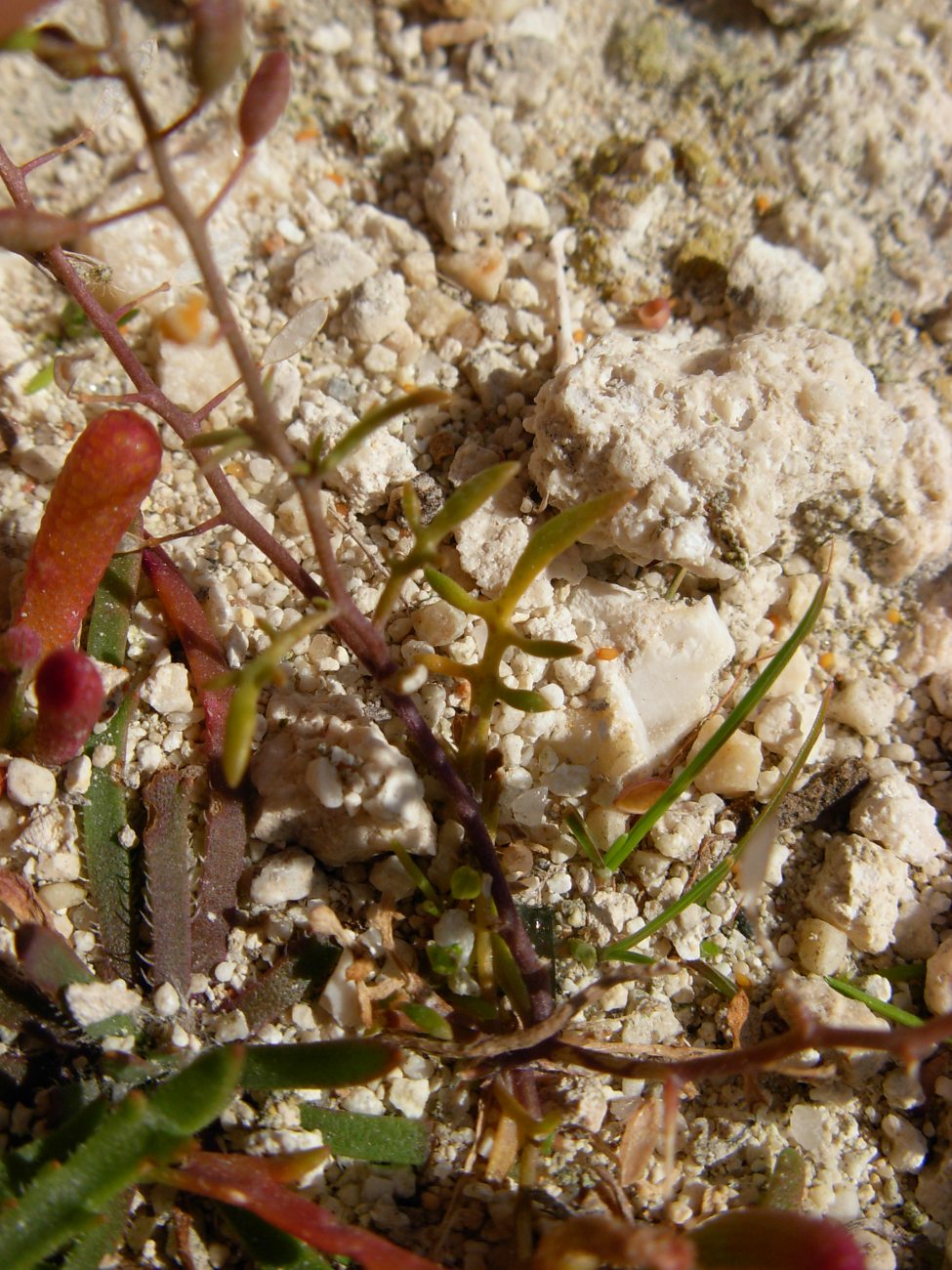 Hornungia procumbens / Hornungia procumbens